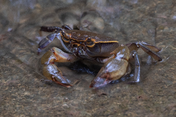 Cua Đá Việt Nam (Indochinamon sp.)